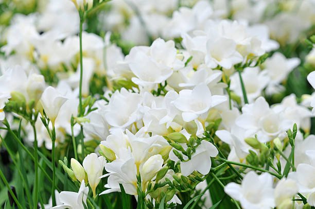 Freesia blanc